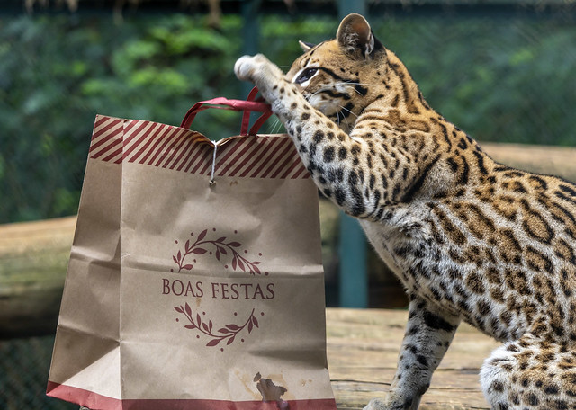 Animais recebem presentes de Natal