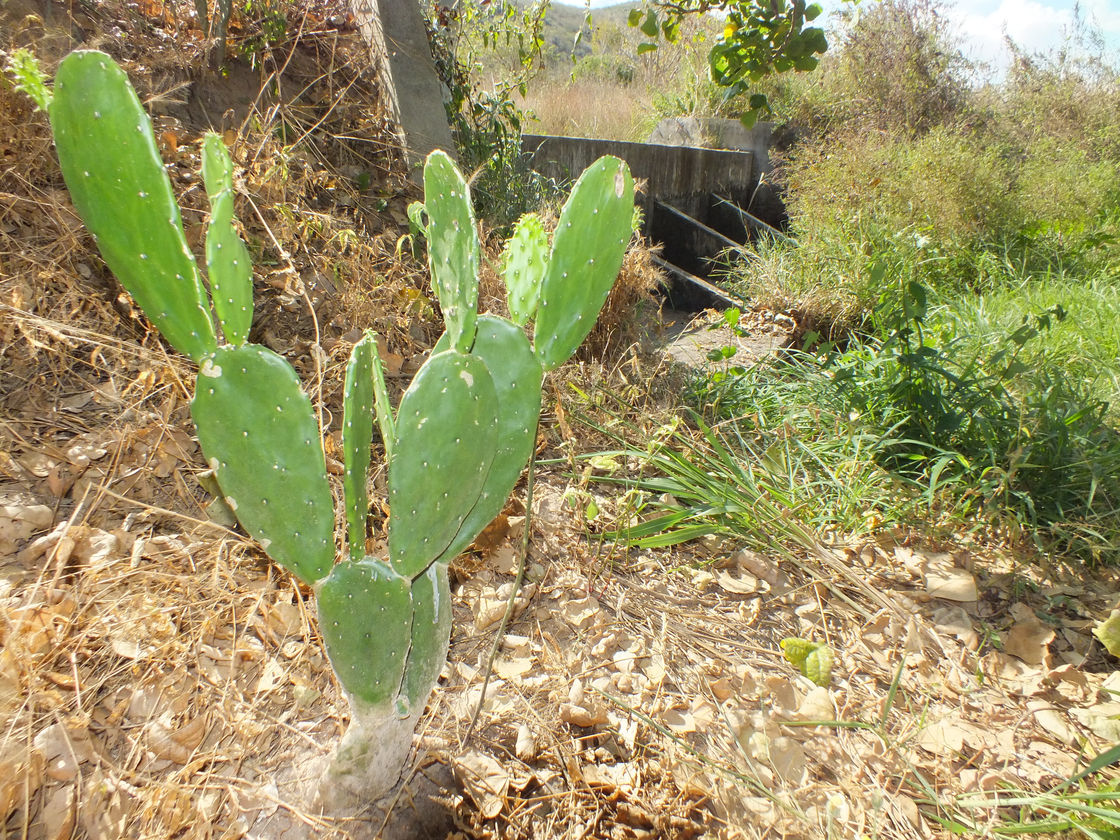 Nova tecnologia da Embrapa ajuda agricultores do Semiárido a garantir água o ano inteiro