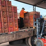 Município de Mato Grosso projeta aumento de 30% na safra de pequi