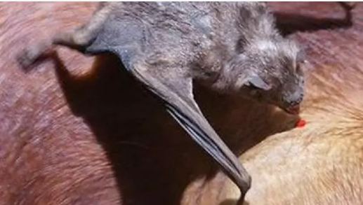 Aumento de casos de raiva bovina geram alerta em Goiás