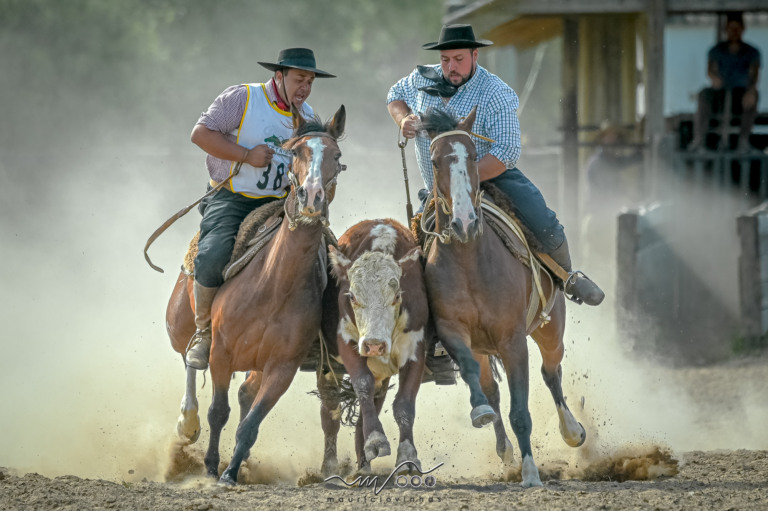 Cavalo crioulo competição