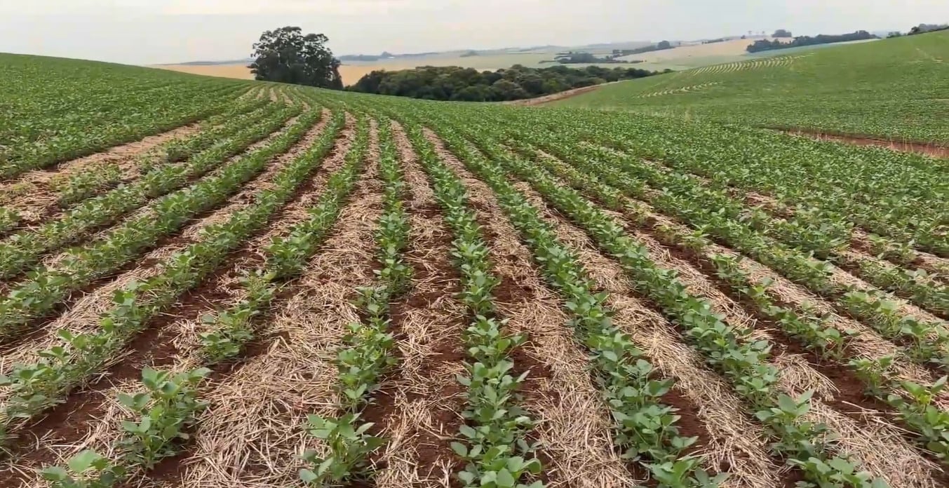 Sem chuva, prejuízos avançam no milho e na soja no Rio Grande do Sul
