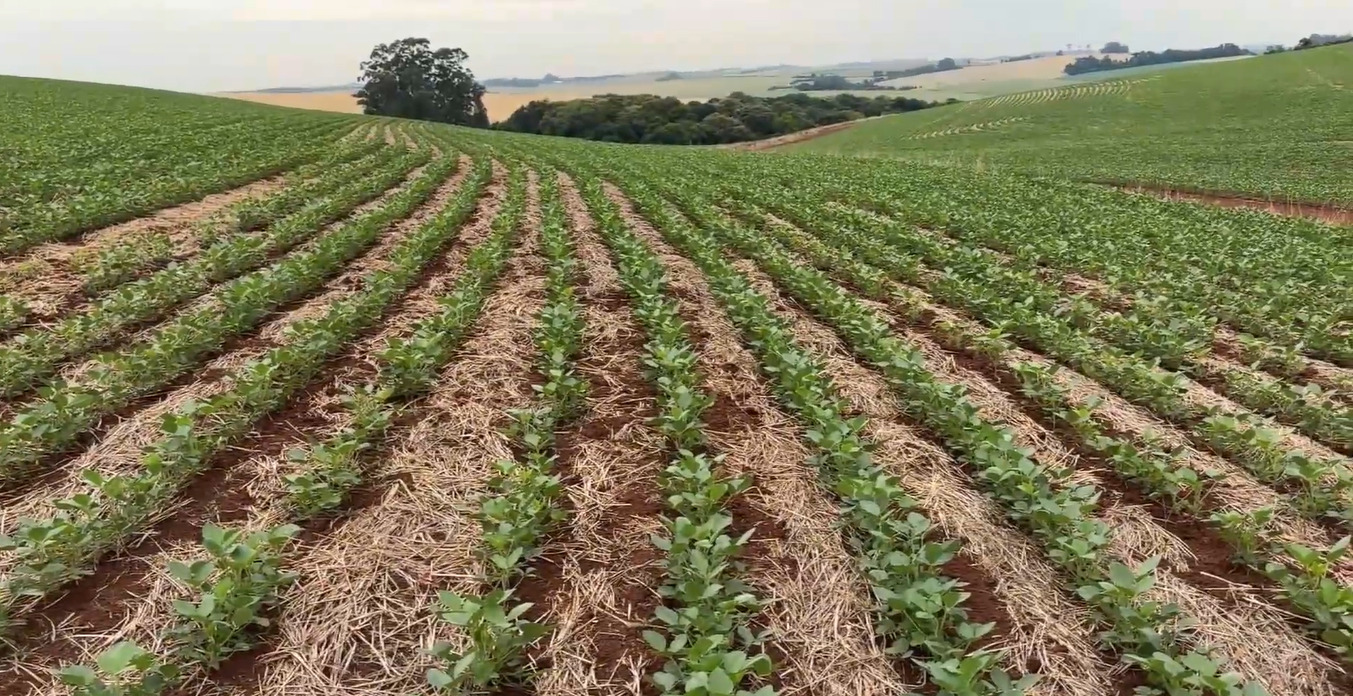 Sem chuva, prejuízos avançam no milho e na soja no Rio Grande do Sul