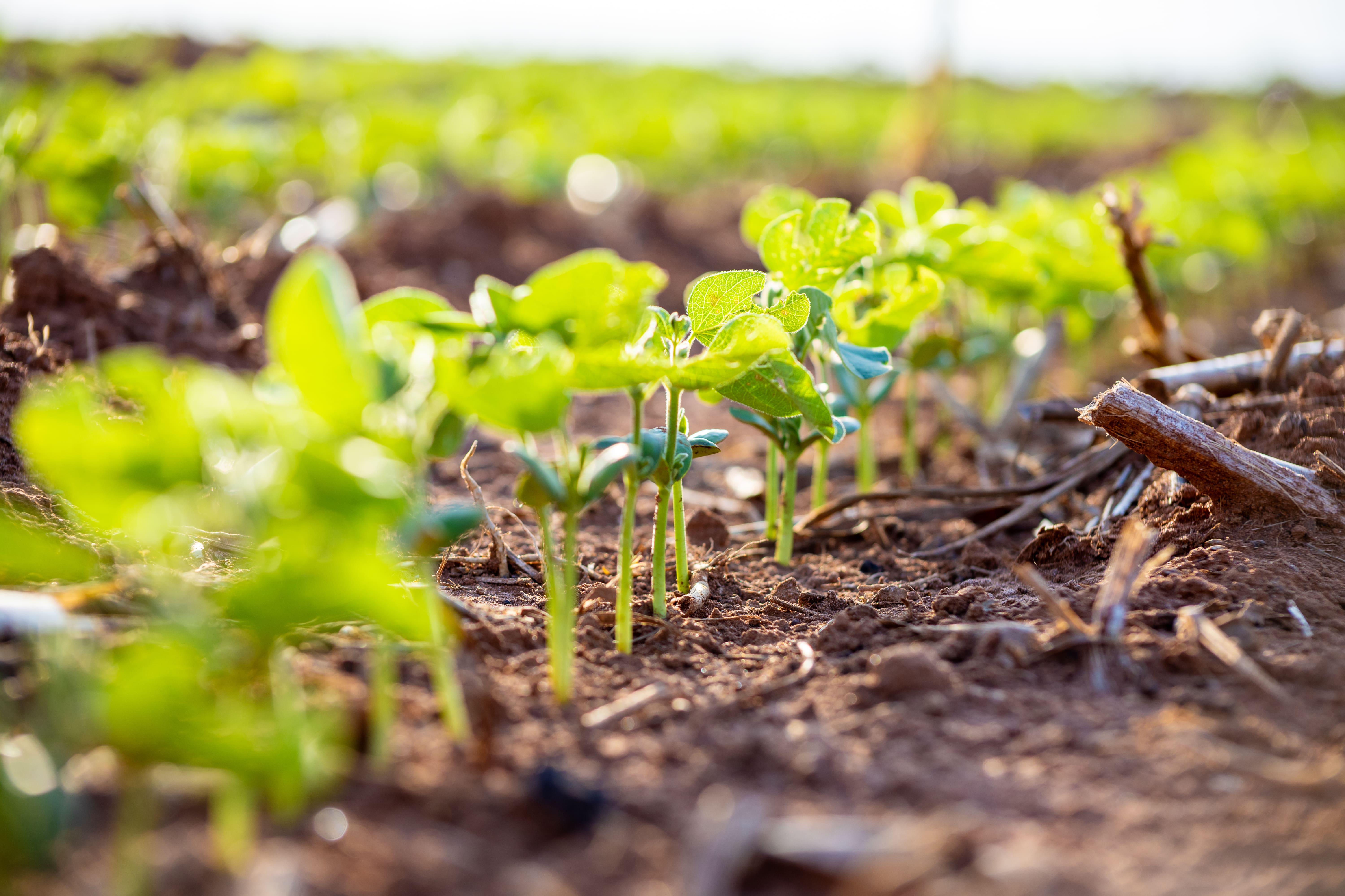 Como o bom manejo do solo garante produtividade e sustentabilidade da soja