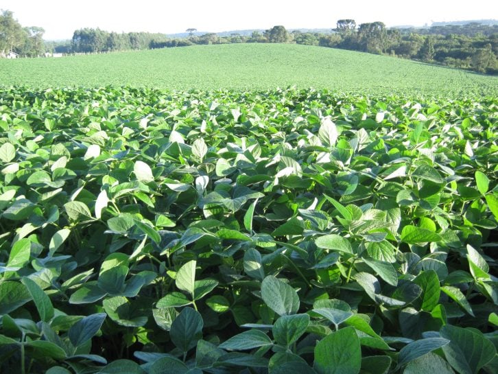 SC libera autorizações excepcionais para plantio de soja fora do calendário oficial