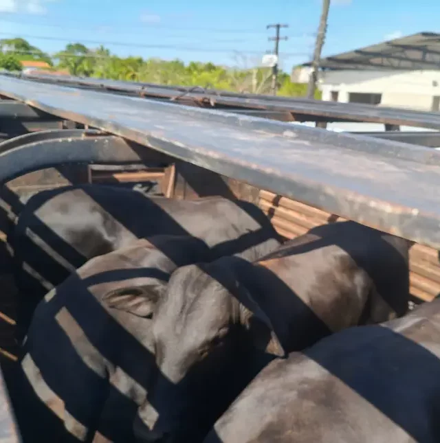 Gado, apreensão