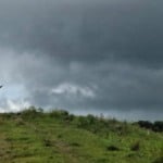 Gado franqueiro, símbolo gaúcho, enfrenta risco de desaparecimento