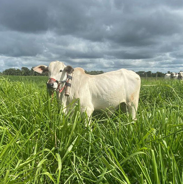 consórcio entre gramíneas e leguminosas em ILP
