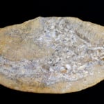 Vômito fossilizado revela nova espécie de pterossauro no Nordeste