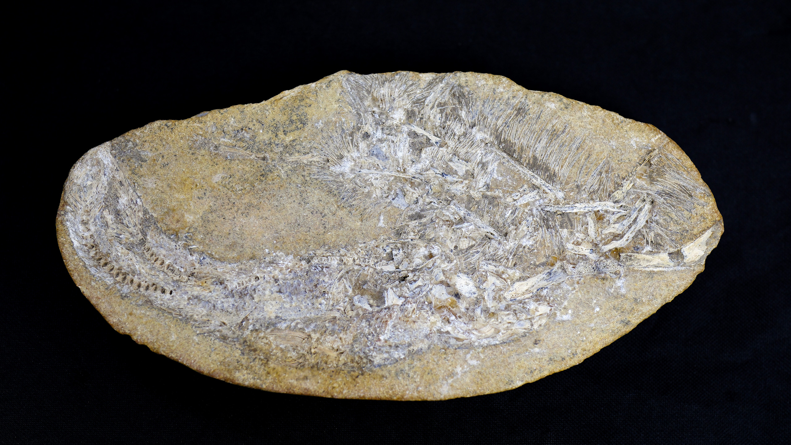 Vômito fossilizado revela nova espécie de pterossauro no Nordeste