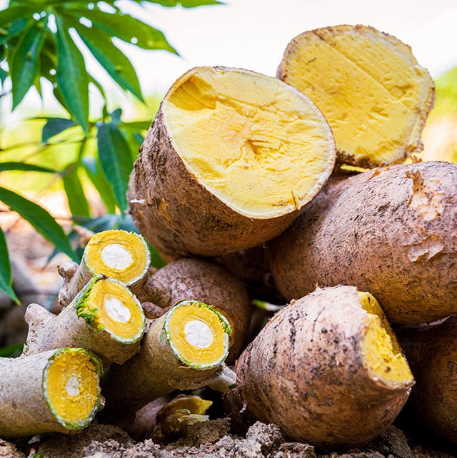 Mandioca: nova espécie BRS Jacundá