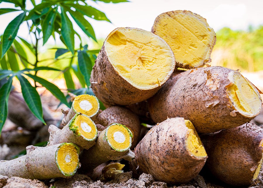 Mandioca: nova espécie BRS Jacundá