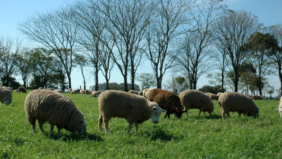 Demanda por carne ovina cresce e lã mantém baixa valorização no Rio Grande do Sul