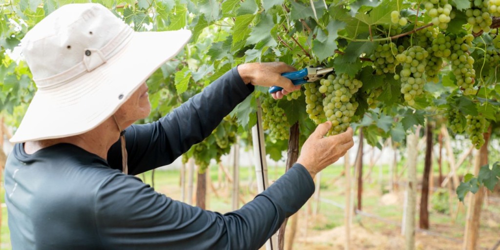 Pesquisa da Emater Goiás avalia variedades de uva adaptadas ao Cerrado Pesquisa da Emater Goiás avalia variedades de uva adaptadas ao Cerrado