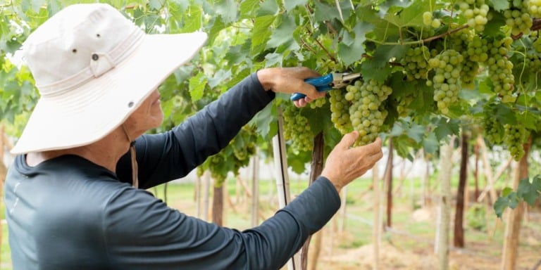 Pesquisa da Emater Goiás avalia variedades de uva adaptadas ao Cerrado