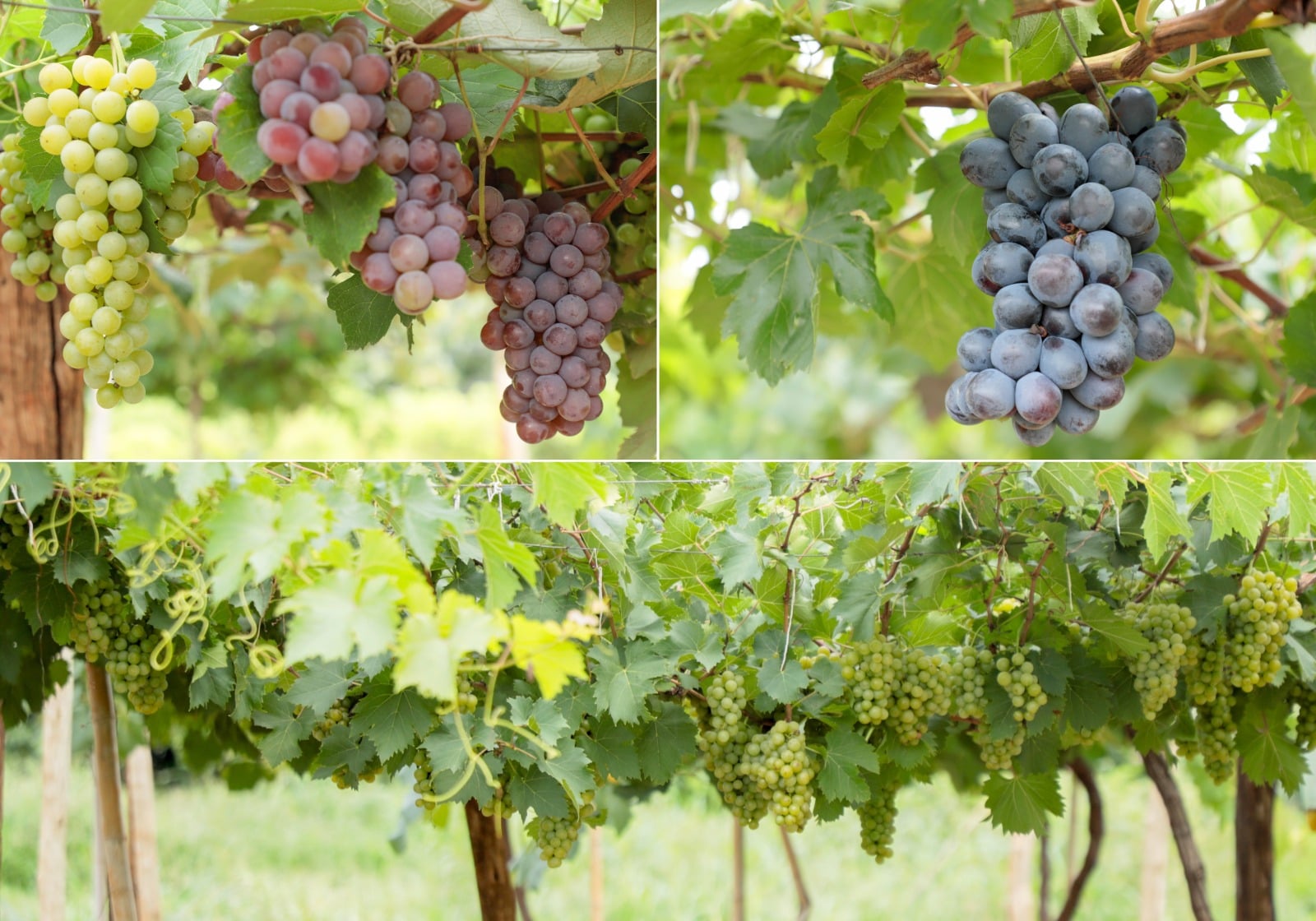 Uvas no Cerrado: Emater Goiás identifica variedades com potencial produtivo