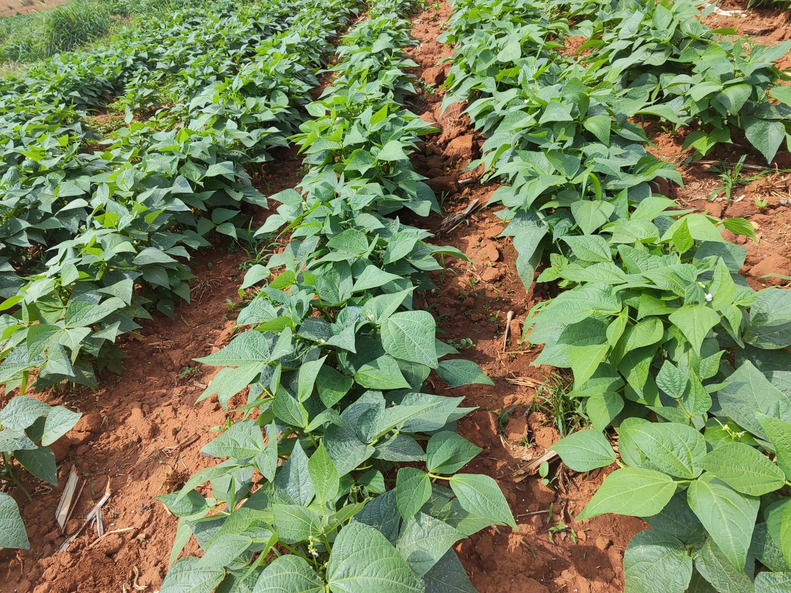 Feijão-vagem com colheita concentrada ganha espaço entre produtores