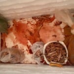 Três toneladas de carne de galinha-d’angola são apreendidas em abatedouro clandestino