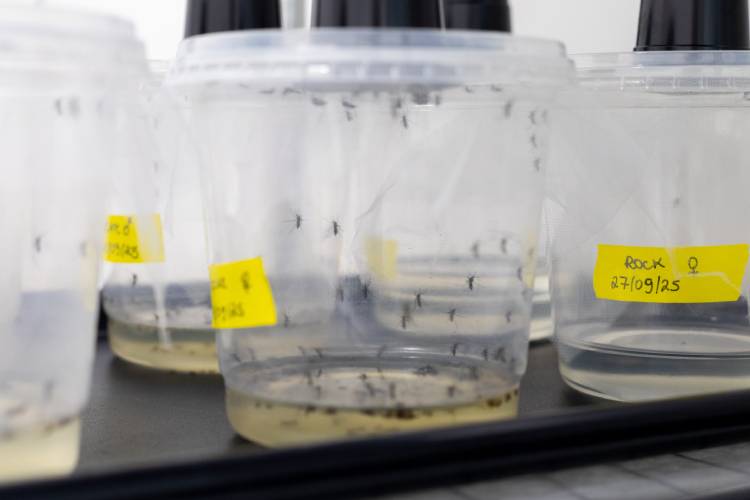 Instituto Butantan inaugura insetário para fortalecer combate a doenças virais