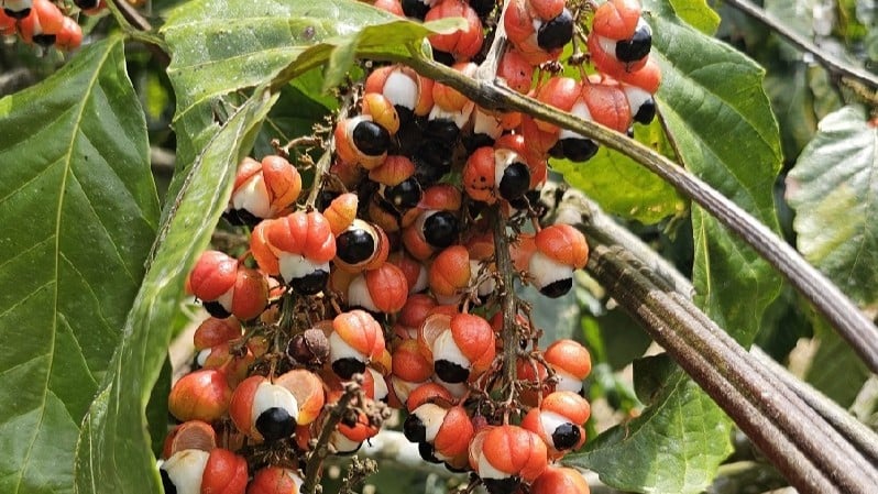 guaraná