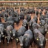 Angus: com salto de 34% na venda de sêmen, raça lidera mercado de carne premium no Brasil