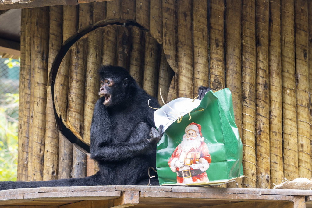 Animais recebem presentes de Natal Animais recebem presentes de Natal