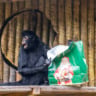 Animais recebem presentes de Natal