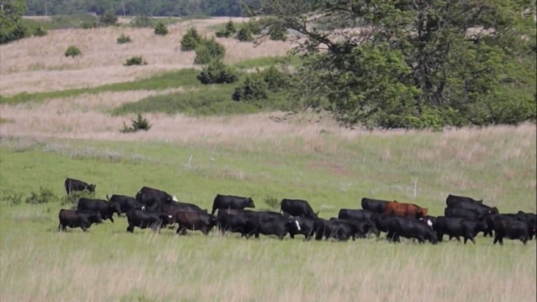 Foto: Reprodução/Giro do Boi.
