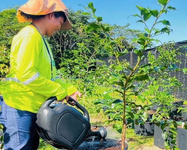 cacau consórcio árvores nativas