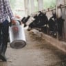 Produção de leite, produtor, leite, vacas, pecuária