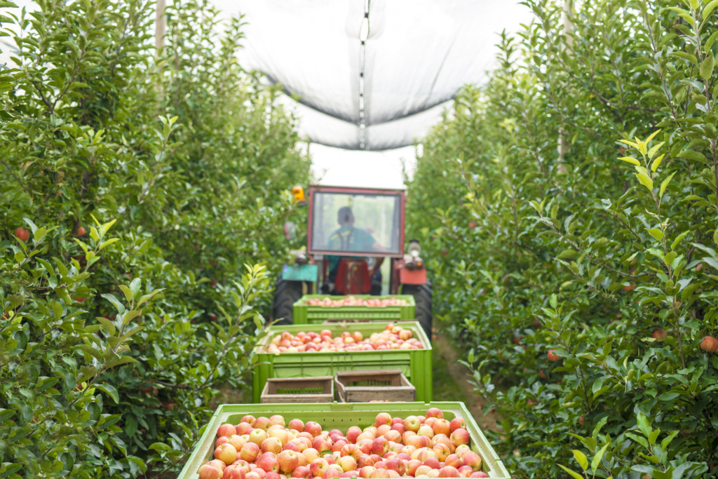 Colheita, pomar, fruticultura, maçã Colheita, pomar, fruticultura, maçã