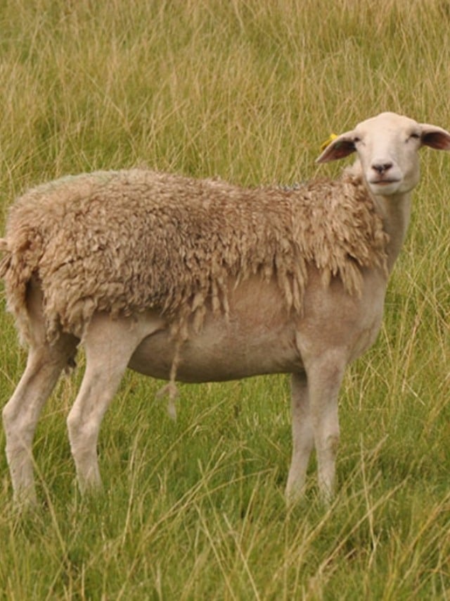 Melhoramento genético de ovelhas