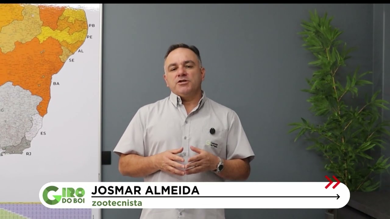 Consórcio de milho e capim garante silagem eficiente na pecuária; saiba mais