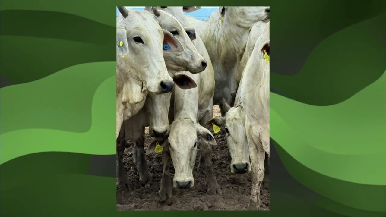 Pará antecipa rastreabilidade e avança na qualidade do gado