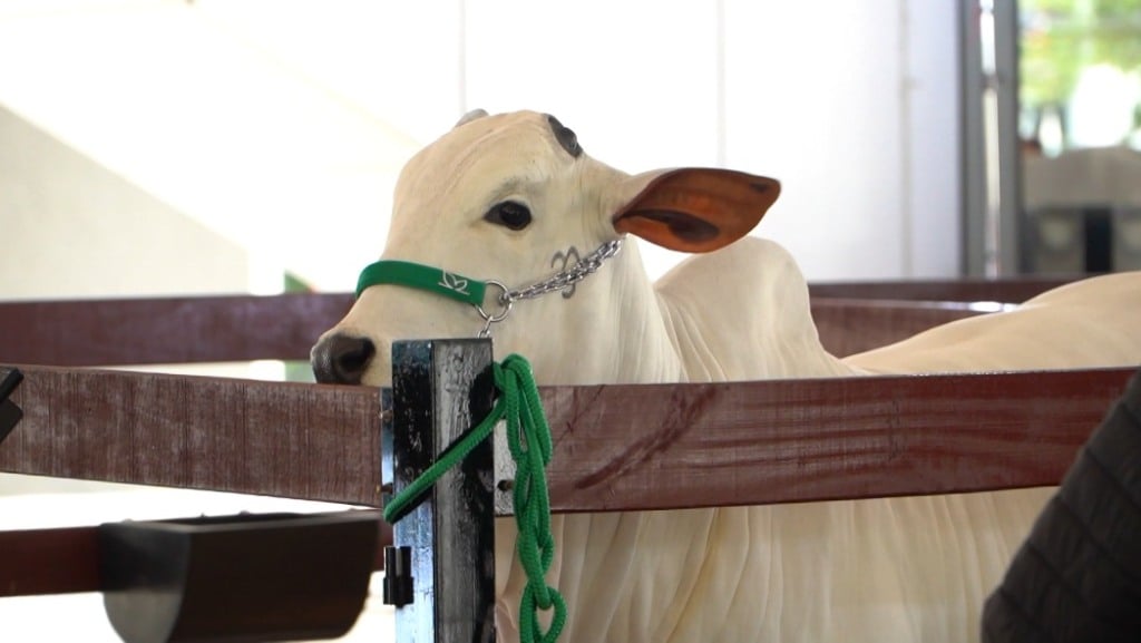 Gado Nelore Gado Nelore