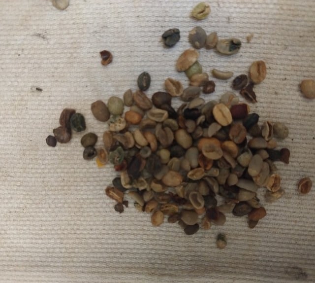 grãos, casca de café, santa catarina, operação