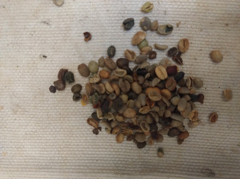 grãos, casca de café, santa catarina, operação