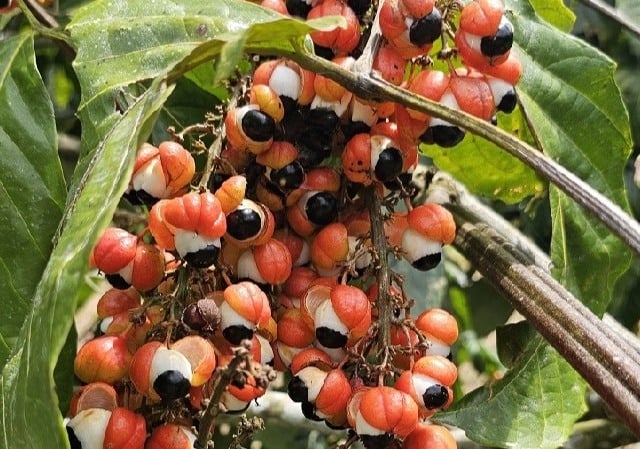guaraná