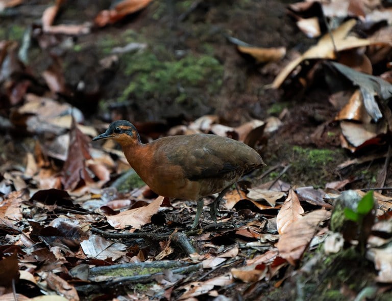 Nova espécie de ave é descoberta no Parque Nacional da Serra do Divisor, no Acre