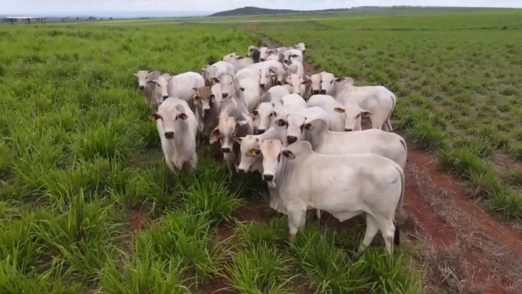 Abate de bovinos bate recorde em janeiro e cresce 5,45% em Mato Grosso Abate de bovinos bate recorde em janeiro e cresce 5,45% em Mato Grosso