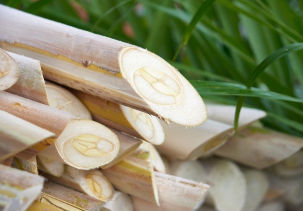 Com palmito pupunha, São Paulo chega a 12 Indicações Geográficas no estado