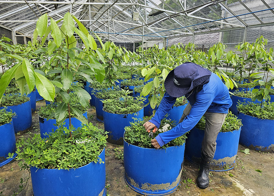 Novo projeto busca viabilizar cultivo comercial do pau-rosa na Amazônia
