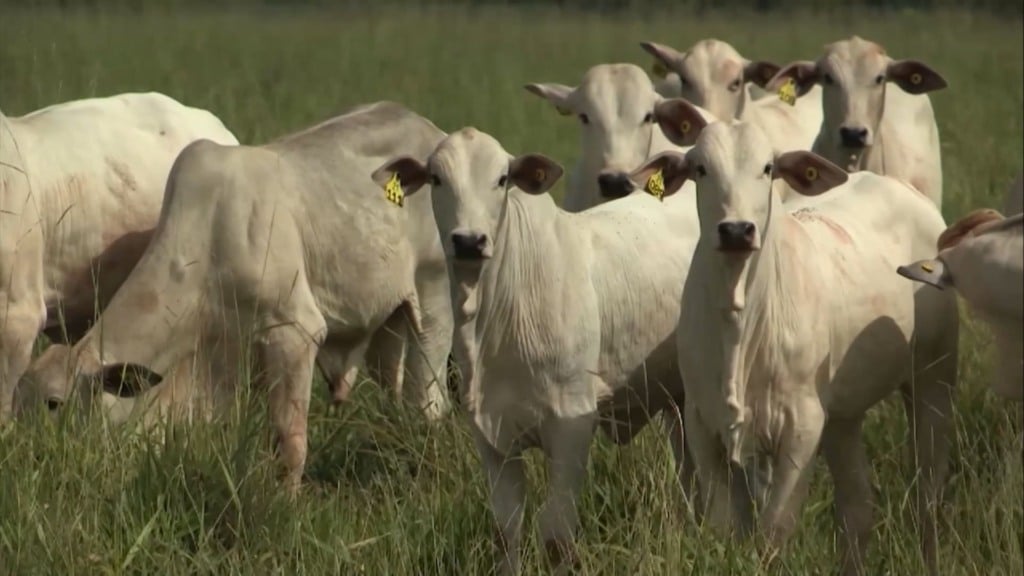 Foto: Reprodução/Giro do Boi. Foto: Reprodução/Giro do Boi.
