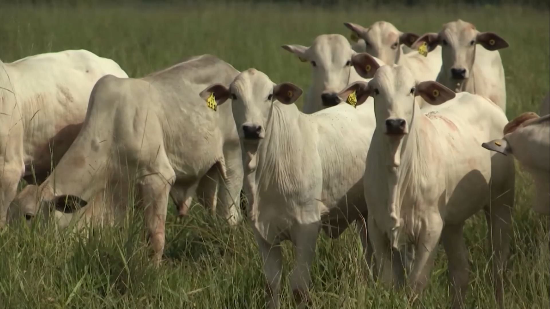 Foto: Reprodução/Giro do Boi.