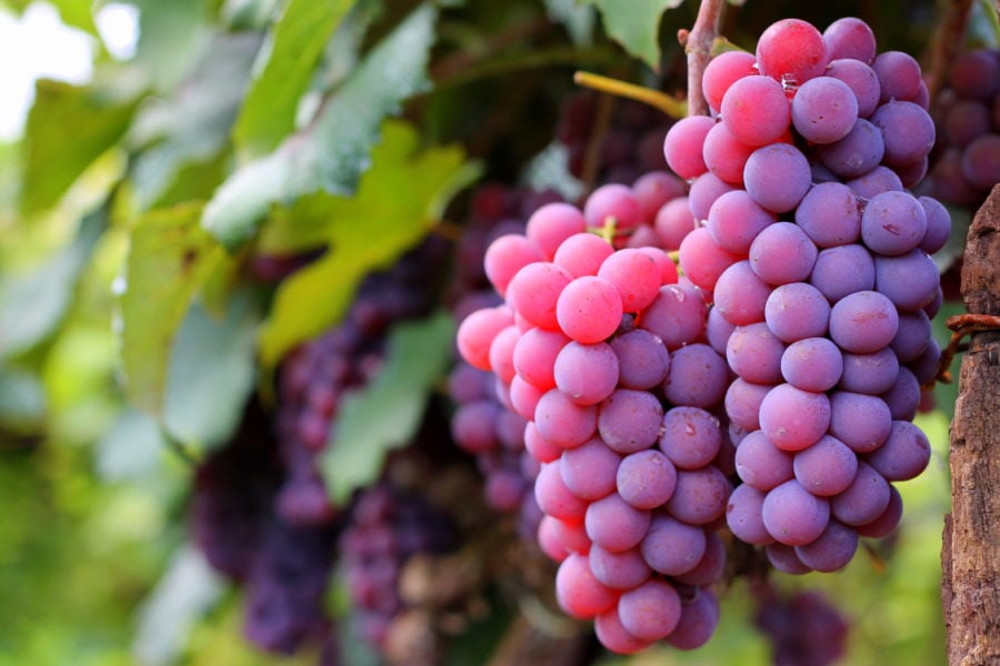 Estudos com técnica de dupla poda indicam novas cultivares de uva