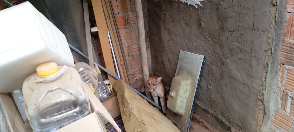 Onça-parda, luís eduardo magalhães, área urbana, resgate, animal silvestre