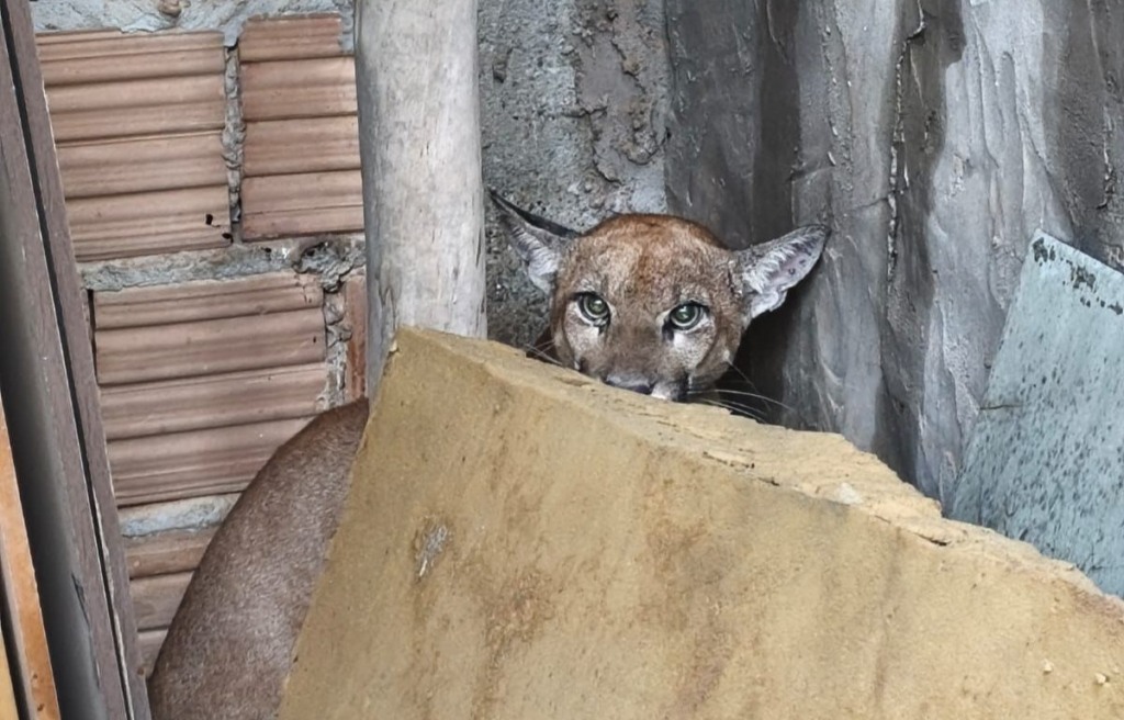 Onça-parda, luís eduardo magalhães, área urbana, resgate, animal silvestre Onça-parda, luís eduardo magalhães, área urbana, resgate, animal silvestre