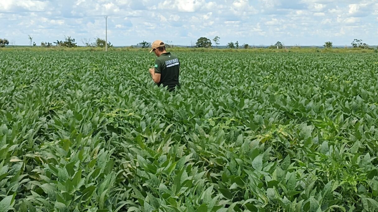 Governo de Goiás alerta produtores para prazo final de cadastro das lavouras de soja