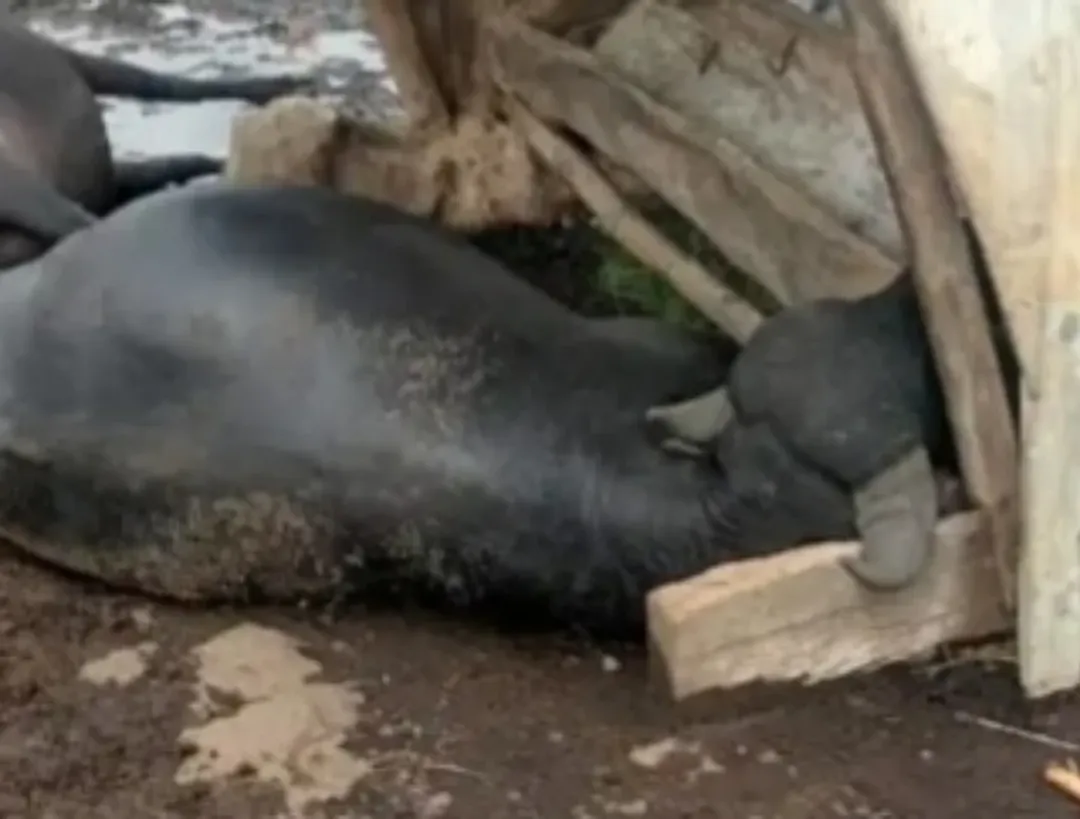 Raio mata sete búfalos durante tempestade em Santa Catarina