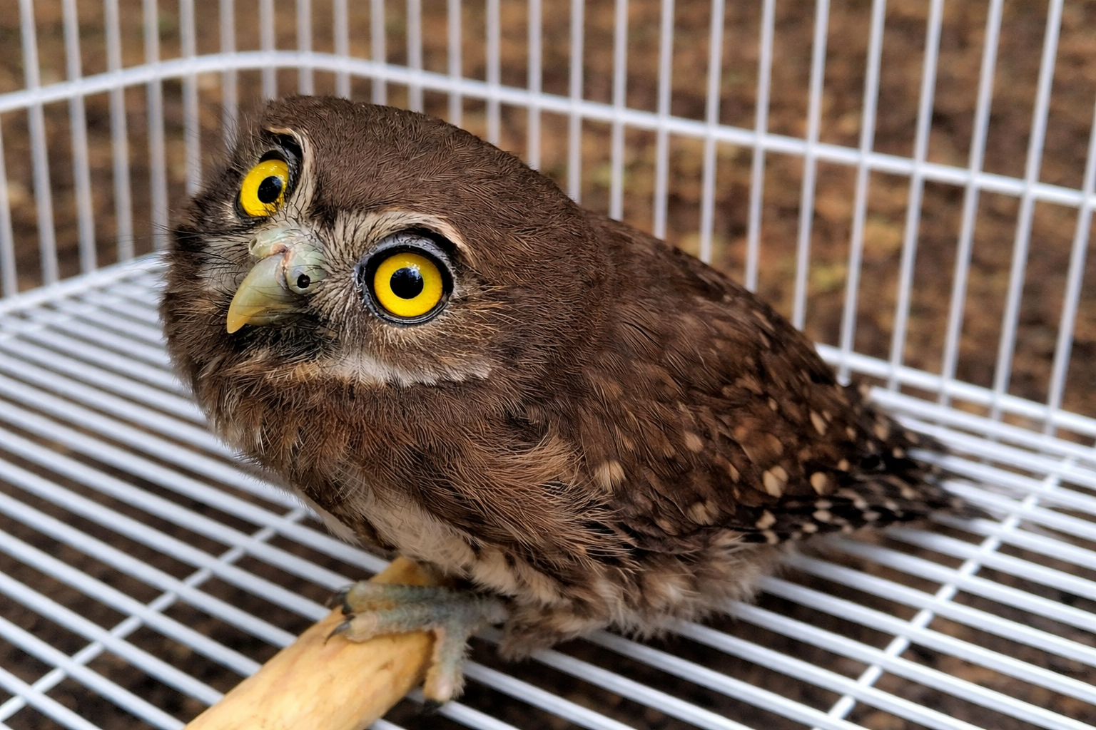 Primeiro animal recebido pelo centro de triagem em 2026 é devolvido à natureza